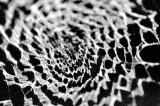 DSC_1981bwsmall.jpg