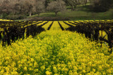 Vineyard bouquet