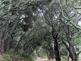 Tree Tunnel