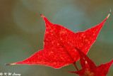 Sweet gum DSC_3268