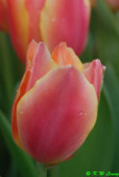 Tulip DSC_2877