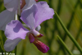 Orchid (DSC_0250)