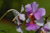 Orchid (DSC_0240)
