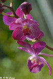 Orchid (DSC_0237)
