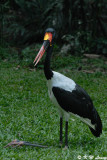 Saddle-billed Stork DSC_0395