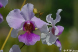Orchid (DSC_0232)