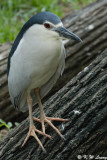 Black-crowned Night Heron DSC_0396