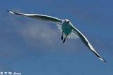 Gull (DSC_4223)