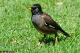 Common Myna DSC_3764