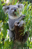 Koala (DSC_3656))