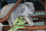 Koala (DSC_4464)