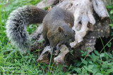 Squirrel (DSC_0278)