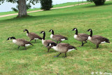 A queue of Canadian Geese