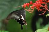 Papilio helenus DSC_4551