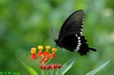 Papilio polytes DSC_7488
