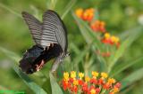Papilio protenor DSC_6797