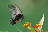 Papilio protenor DSC_6786