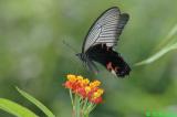Papilio protenor DSC_6796