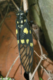 Spotted Black Cicada 02