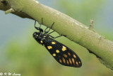 Spotted Black Cicada DSC_5468
