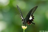 Papilio helenus DSC_1104