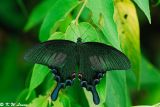 Papilio bianor DSC_2759