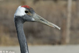 Red-crowned crane DSC_6016