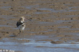Eurasian Curlew