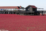 Red Seabeach