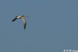Eurasian Curlew in flight