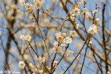 Plum blossom DSC_2539