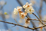 Plum blossom DSC_2556