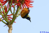 Orange-bellied Leafbird DSC_0337