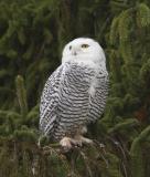 Snowy Owl