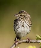 Savannah Sparrow