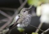 Annas Hummingbird