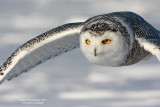 SnowyOwl080216_8_750.jpg