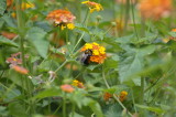 bees_2009