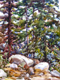 Hilltop pines - Tahoe 2008.08 (S5300538_A)
