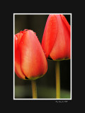 Red tulips