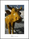 Cows in Lisboa 8