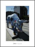 Cows in Lisboa 26