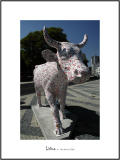 Cows in Lisboa 27