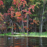 Loons On The Mississippi 19742