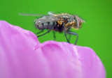 Fly On A Pink Petal 20080912