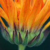 Orange Flower Closeup 20080915