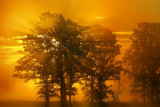 Trees In Misty Sunrise 20080916