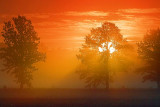 Trees In Misty Sunrise 19994