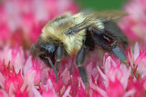 Bumble Bee 19938