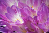 Purple Flowers 20360